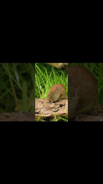 Mouse Sounds #Shorts 🎙