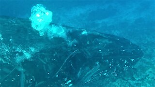 Gentle humpback whale brushes up against helpless swimmer in shallow water