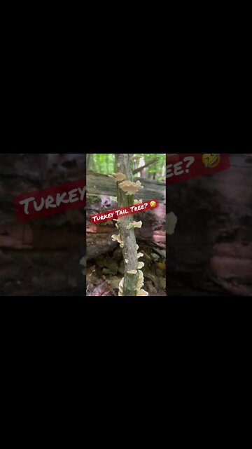 Turkey Tail Tree. #shorts #mushrooms #foraging #turkeytail