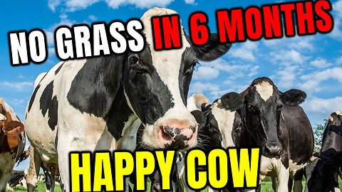 🐮First time COWS see grass in 6 months - HAPPY COWS🐮