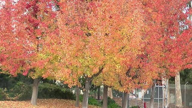 Where to see Fall foliage in San Diego