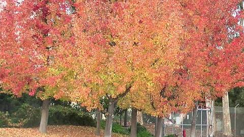 Where to see Fall foliage in San Diego
