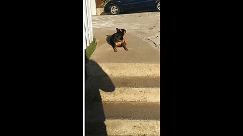 funniest dog video ever watch till the end🤣🤣🤣
