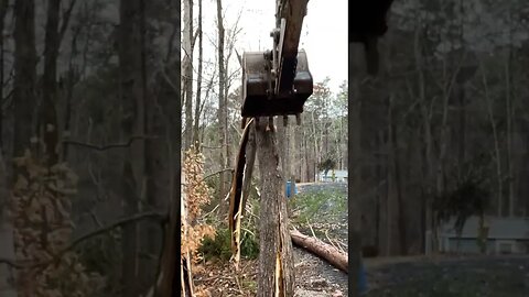 POV: Human vs Tree