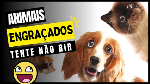 Animais Engraçados - Animais fofos e divertidos