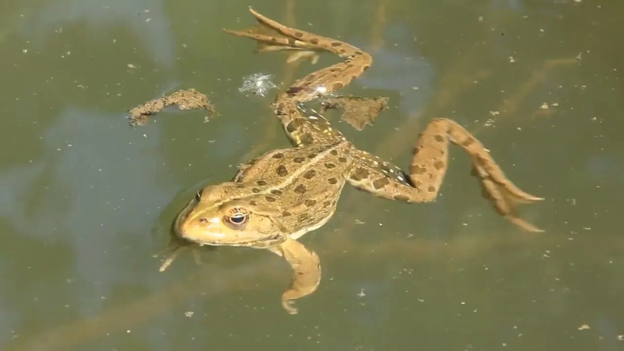 Green frog in water