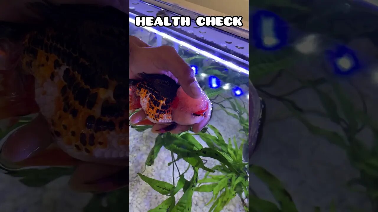 GIANT ORANDA HEALTH CHECK ✅ #fancygoldfish #aquarium #fishtank #goldfish #goldfishhealth