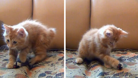 Tiny Kitten Learns to Play with Toy Mouse