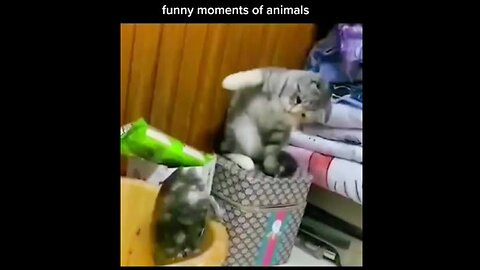 Funny cat video 🤣😂😂