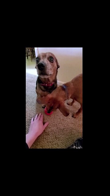 Introducing My Chihuahua to an Apple