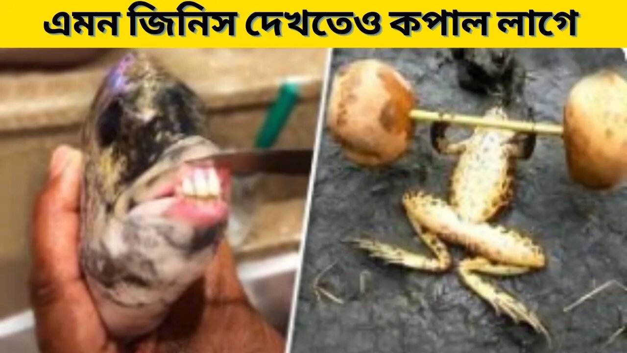 ক্যামেরায় রেকর্ড না হলে কেউ বিশ্বাস করতেন না।No One Would Believe It unless caught on camera