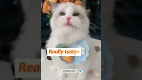cute cat videos 😹 funny videos 😂 942 😻#shorts #shortsfunny #cutecat #catvideos #cats #catscare #cat