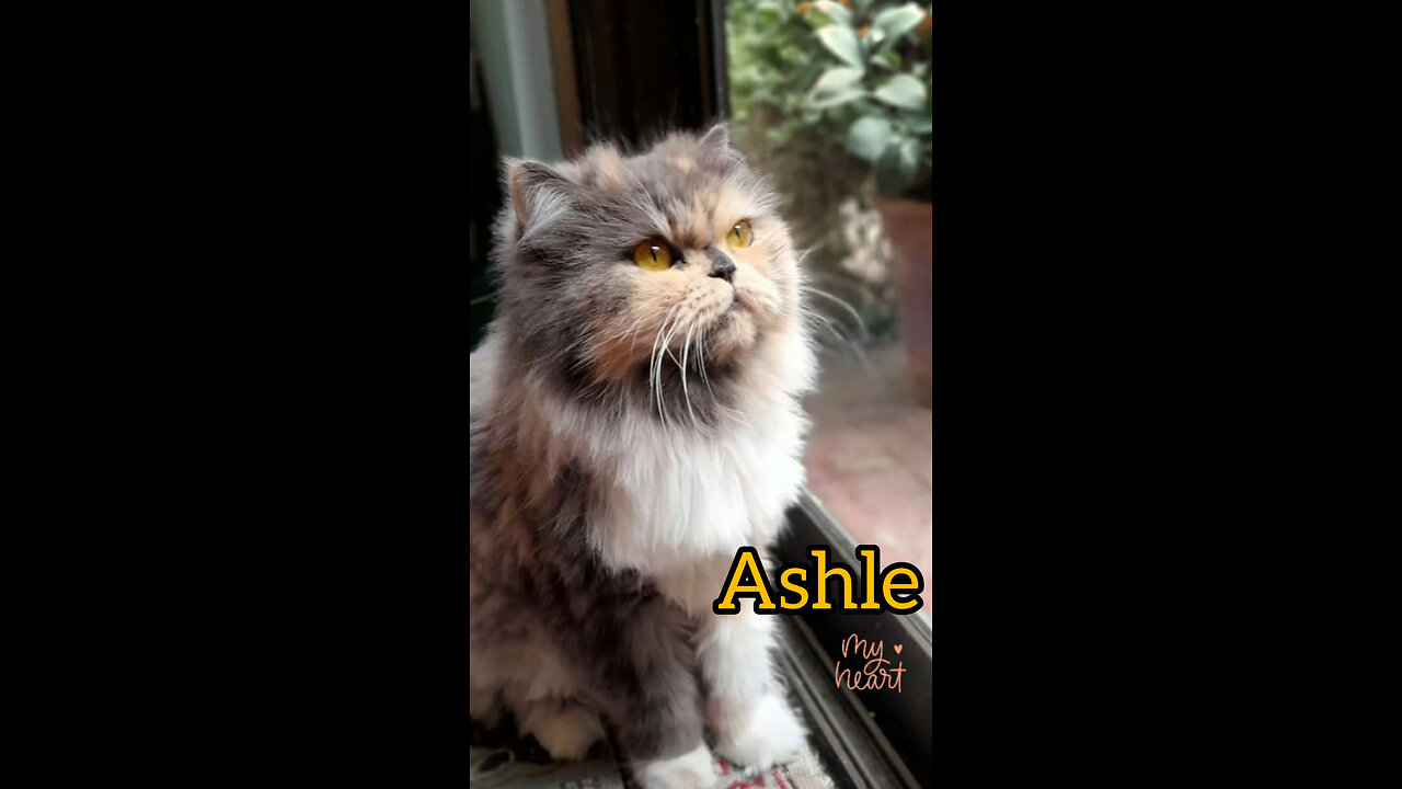 My Cute Cattie Ashlie My Love😍🥰😍🐈🤍