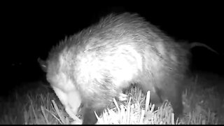 I’m just a possum