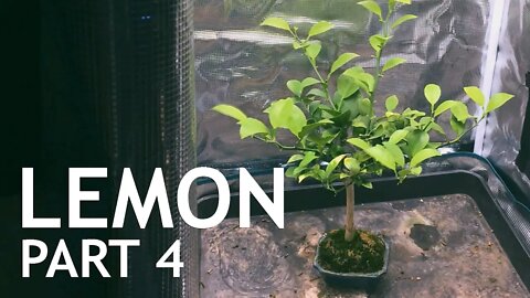 Lemon Bonsai, from seed. 4