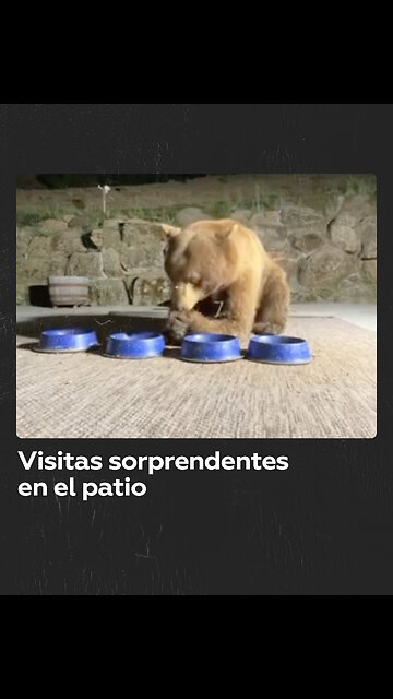 Animales inesperados visitan el patio de un hombre amante de los gatos