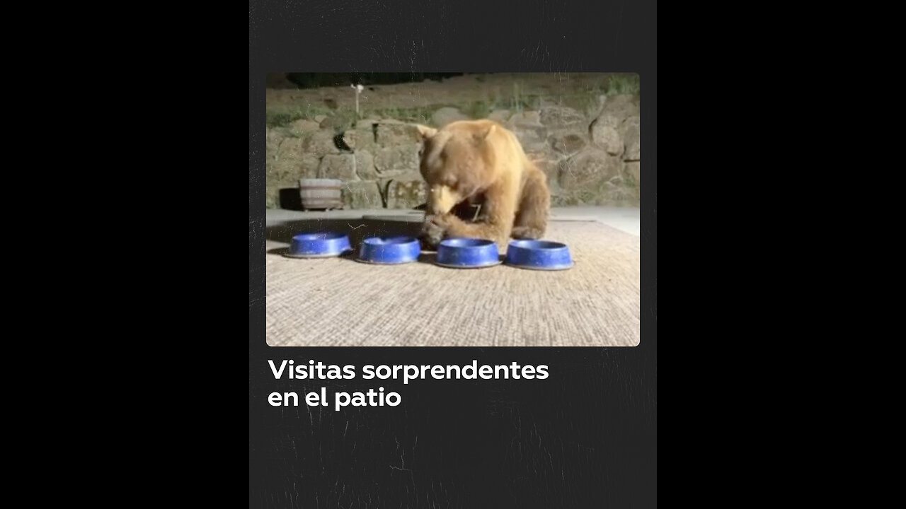 Animales inesperados visitan el patio de un hombre amante de los gatos