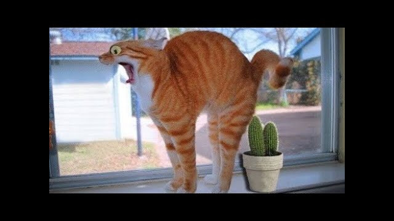 Funny animals - funny cats and dogs. Funny videos about animals.