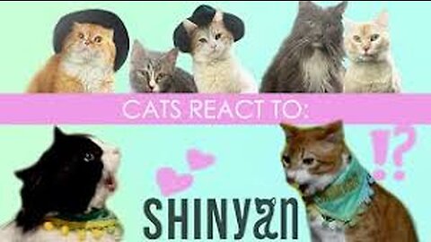 Cute cat Reaction 😱