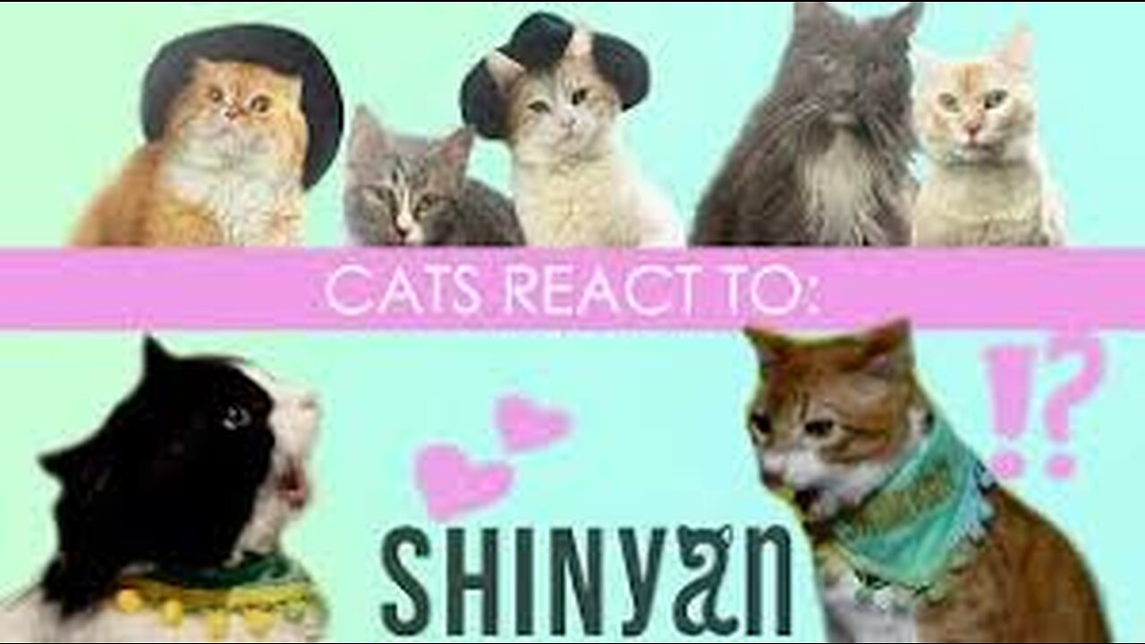 Cute cat Reaction 😱