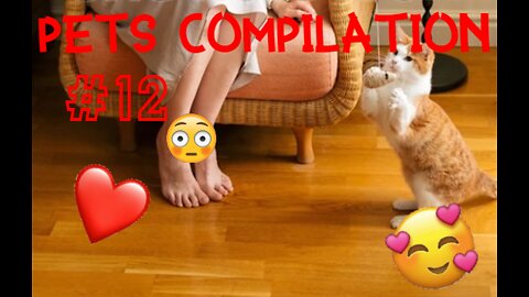 Funny Animals & Pets Compilation #12 - FunnyPetsVid