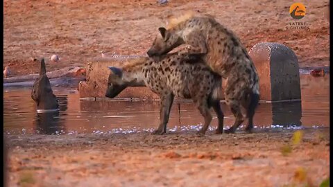 funny and funny animal video 