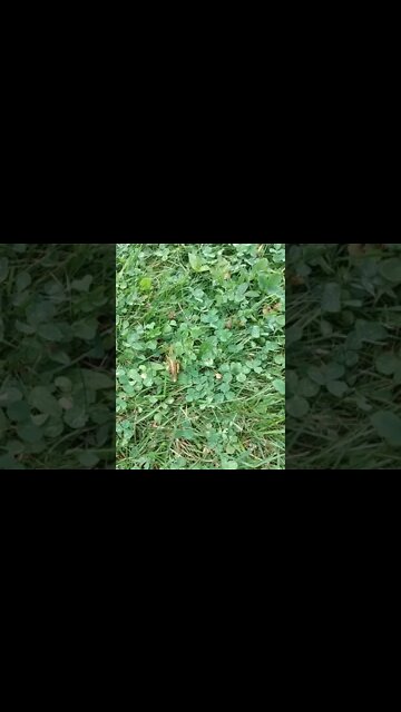 keep going little grasshopper 🦗