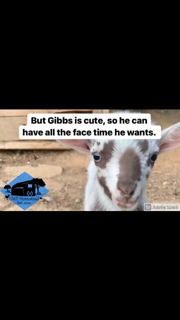 Baby goat Gibbs is a camera hog #shorts