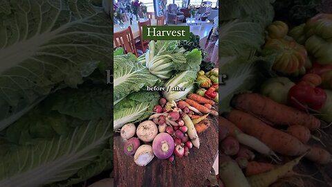 Harvest(making Kimchi)