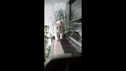 cat🐈 enjoy the music 🎶