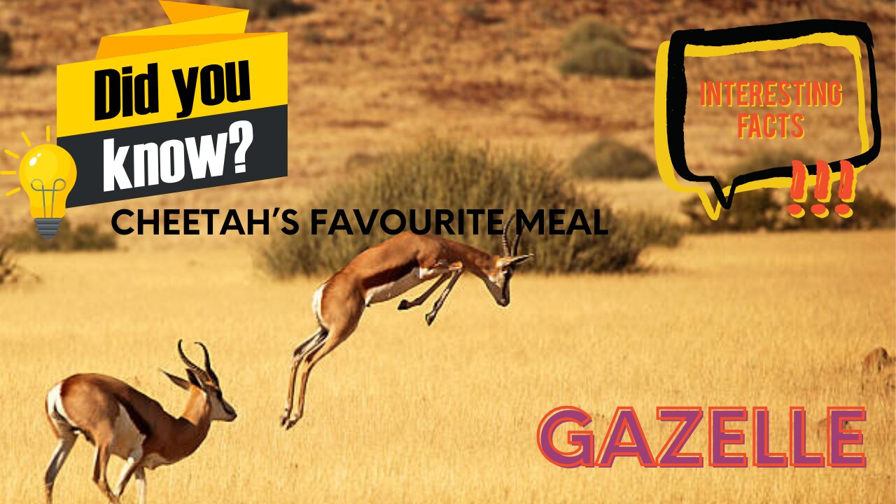 Interesting facts about Gazelle