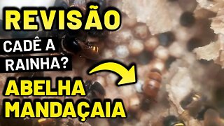 Revisão da Divisão de Mandaçaia Mqq - Será que formou uma abelha rainha?