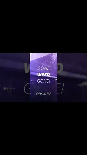 INSTANT Duckweed Fix! Duckweed removal from aquarium