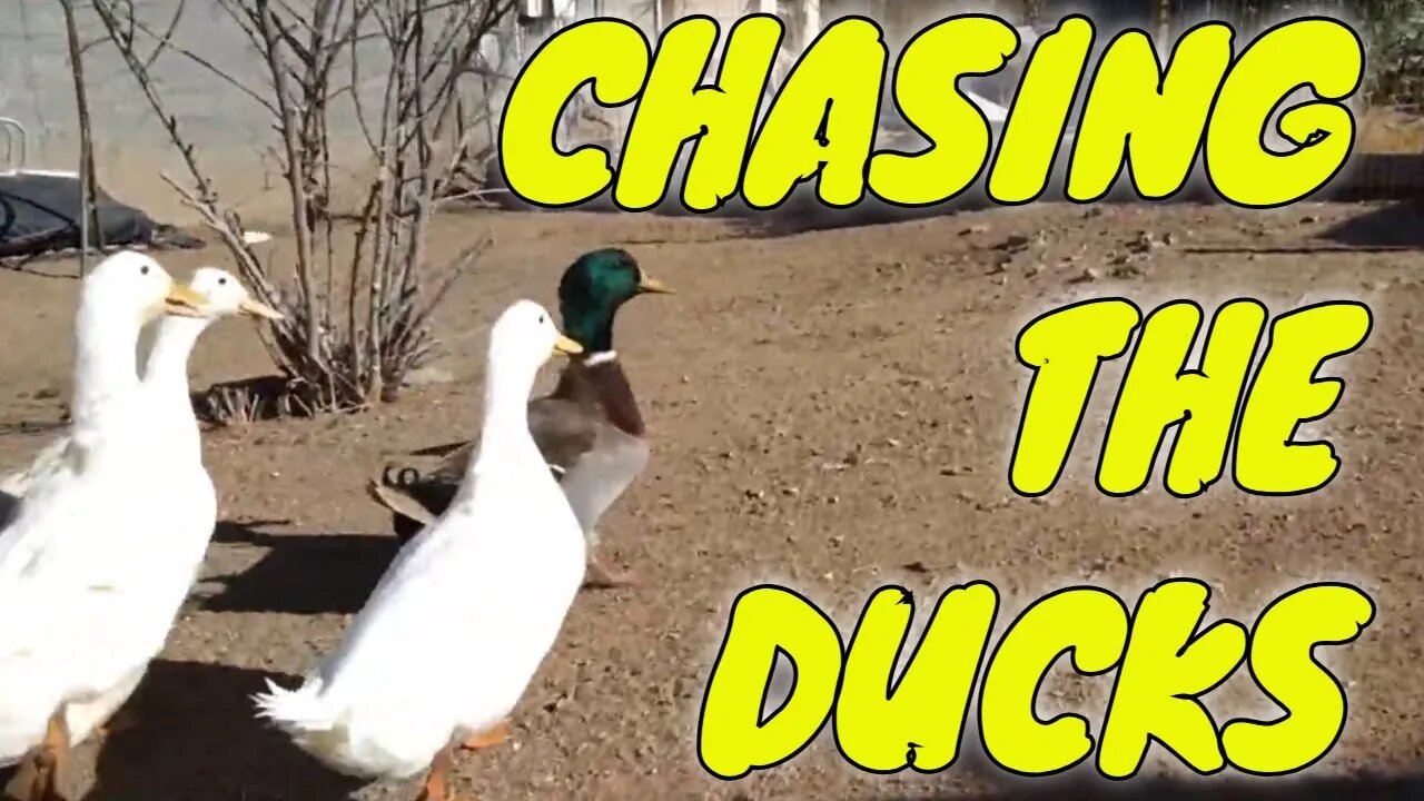 Chasing the ducks.