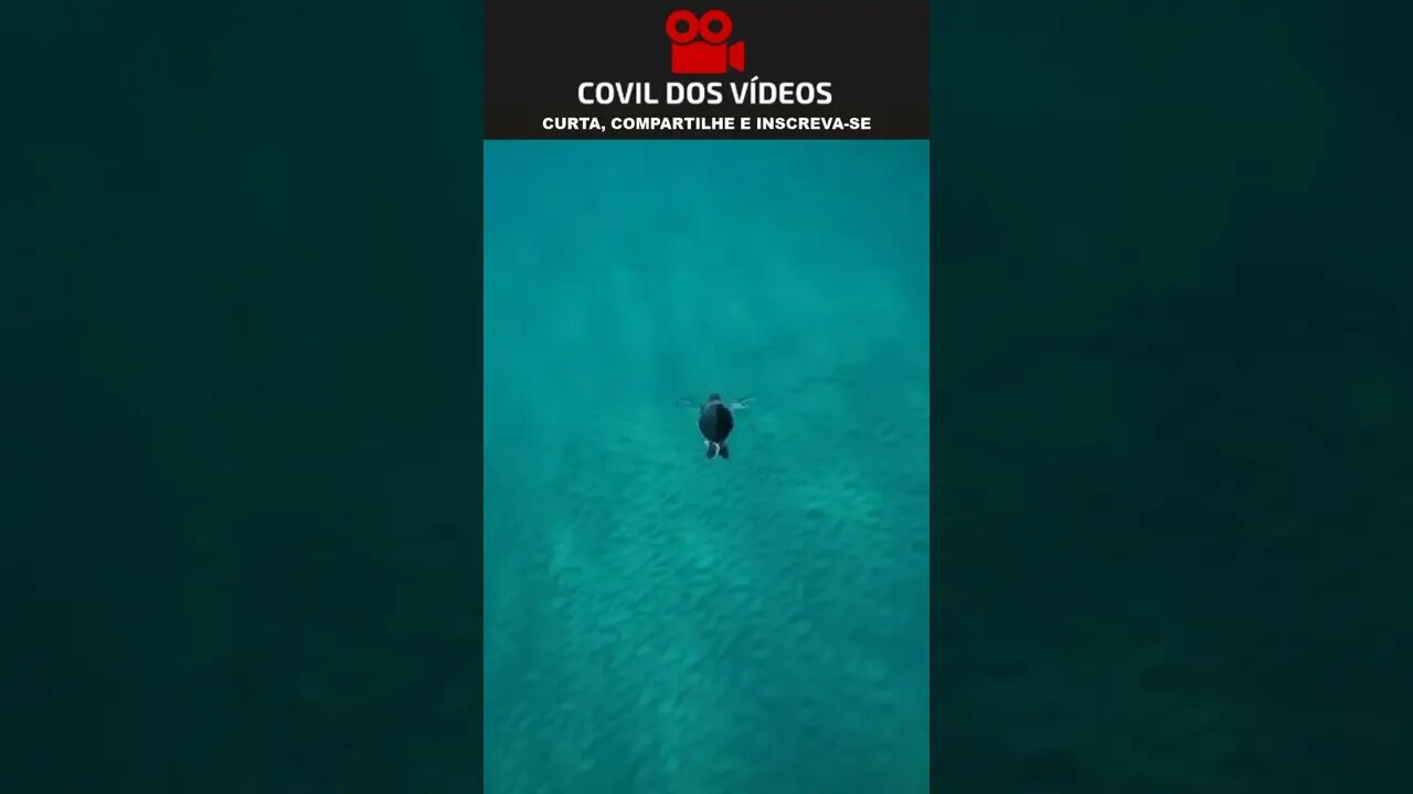 parece que a tartaruga está voando 😮😮😮