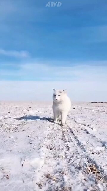 Top 10 most beautiful breed of cats in the world 🌎