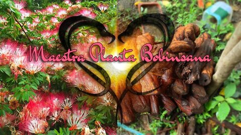 Ayahuasca With Bobinsana: Master Plant Teacher of Opening the Heart