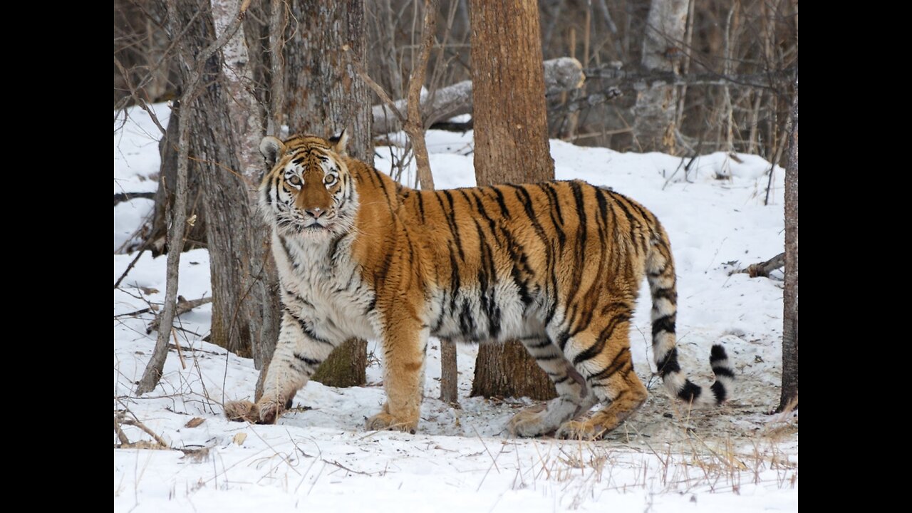 Wolf Animal Mammal free stock video. Free for use & download.