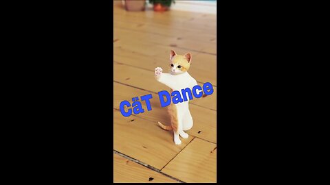 Cat Dance very Funny video