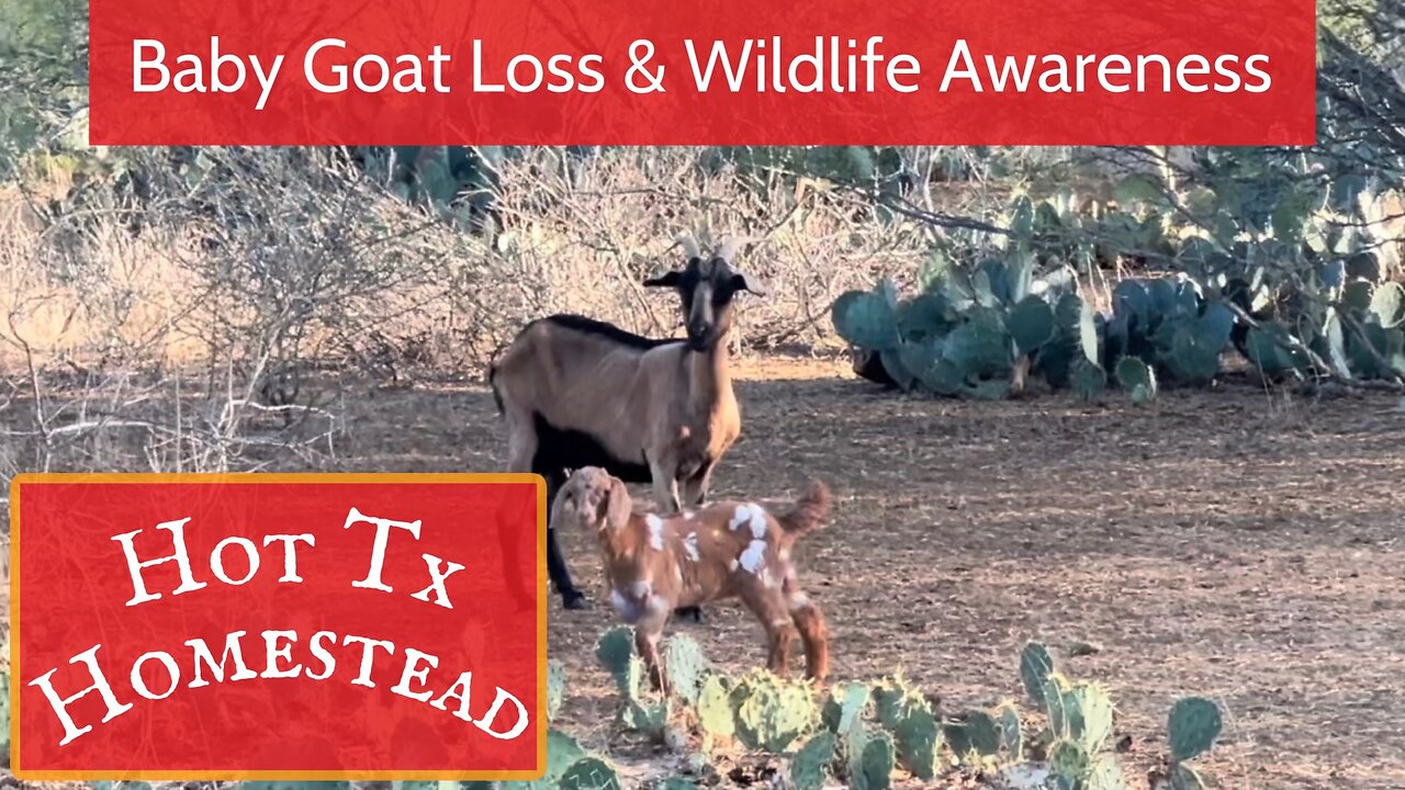 Baby Goat Loss & Wildlife Awareness