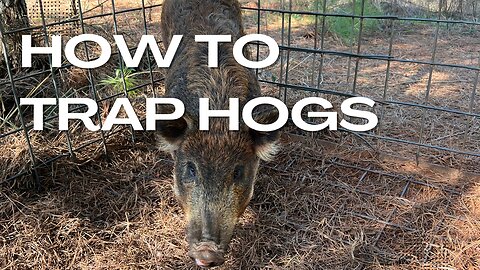 How to Trap Hogs: The Benefits of a Box Trap