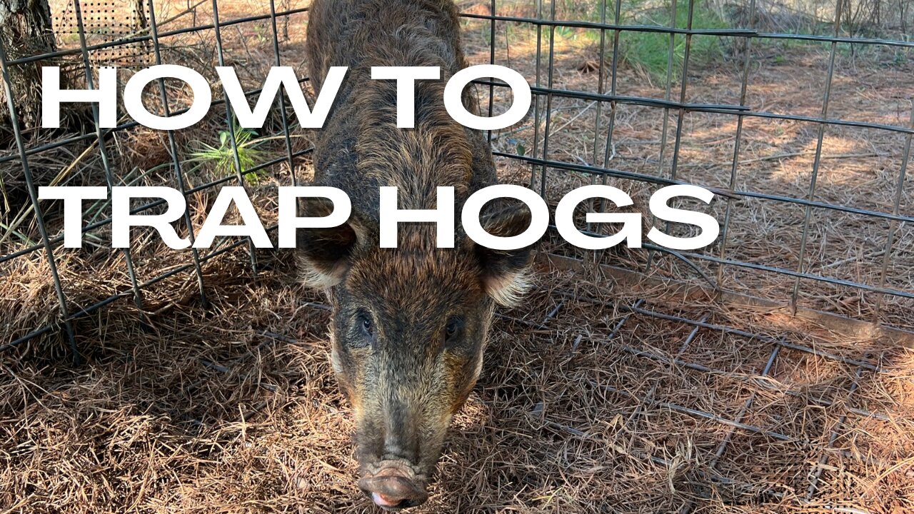 How to Trap Hogs: The Benefits of a Box Trap