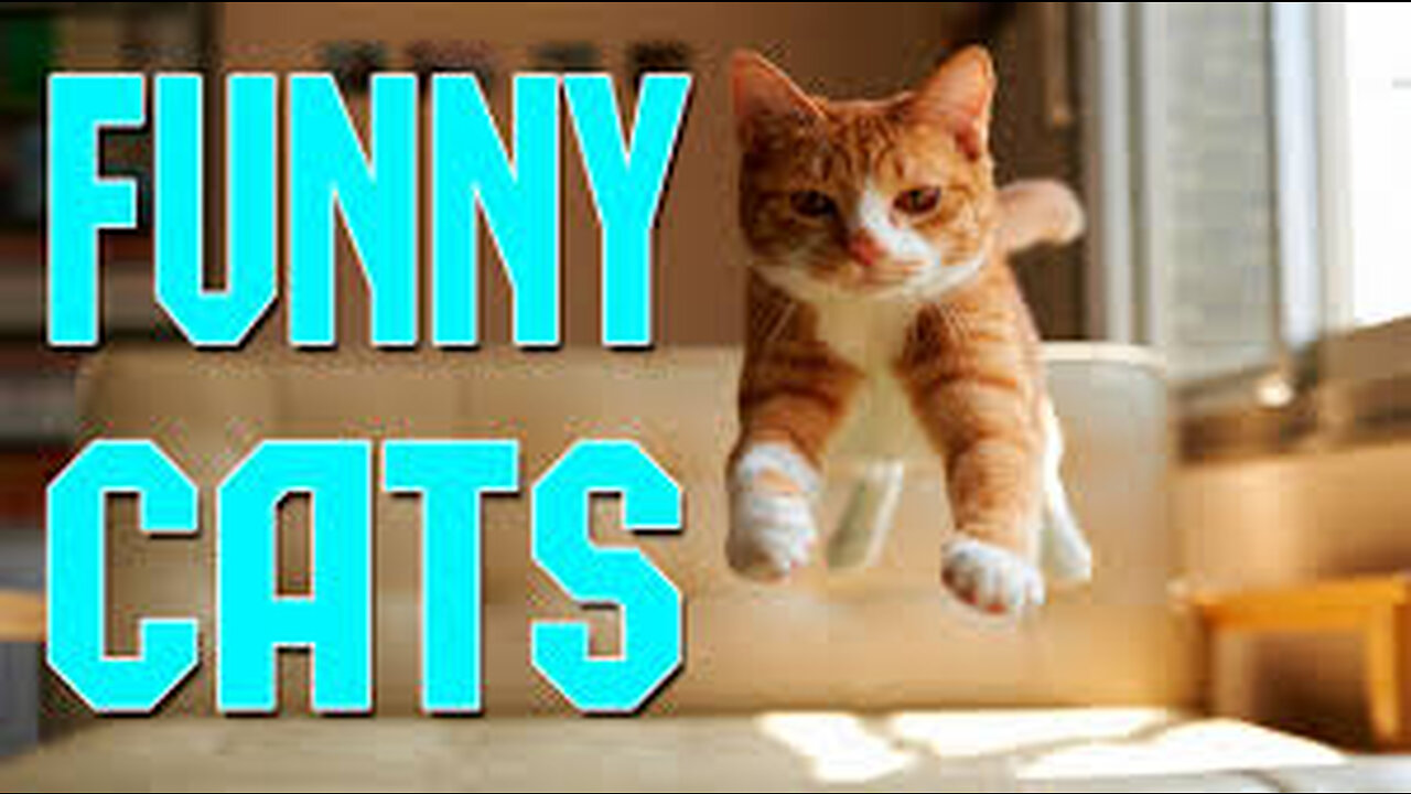 Funny cats in the world