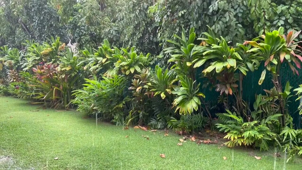 Rain sounds for sleeping & studying, one hour of Hawaii tropical rain sounds no thunder.