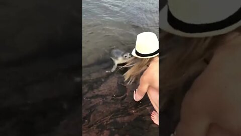 A seal coming up to see us