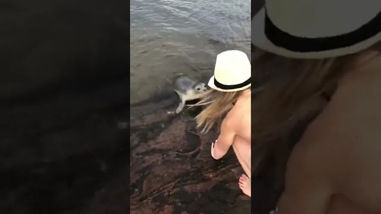 A seal coming up to see us