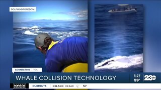 Not all ships using technology to protect whales from collisions