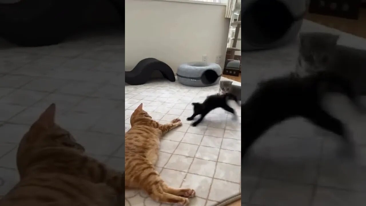 Kitty played the same game one too many times...🐈🐾😂😂