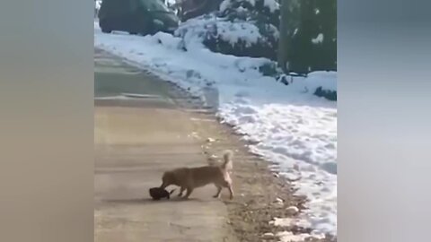 Dog and kitten are best friends