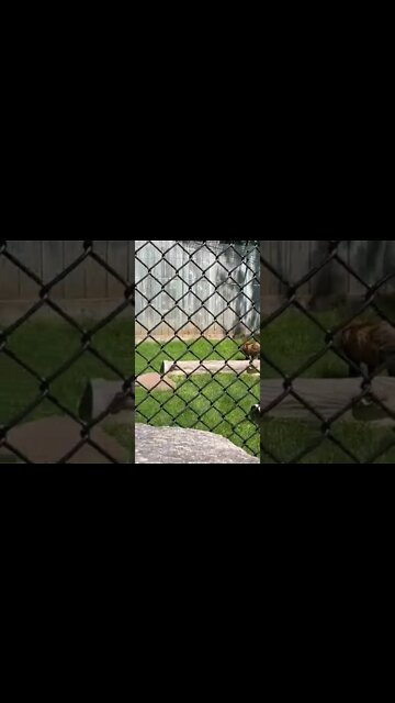 A red and black fox 🦊